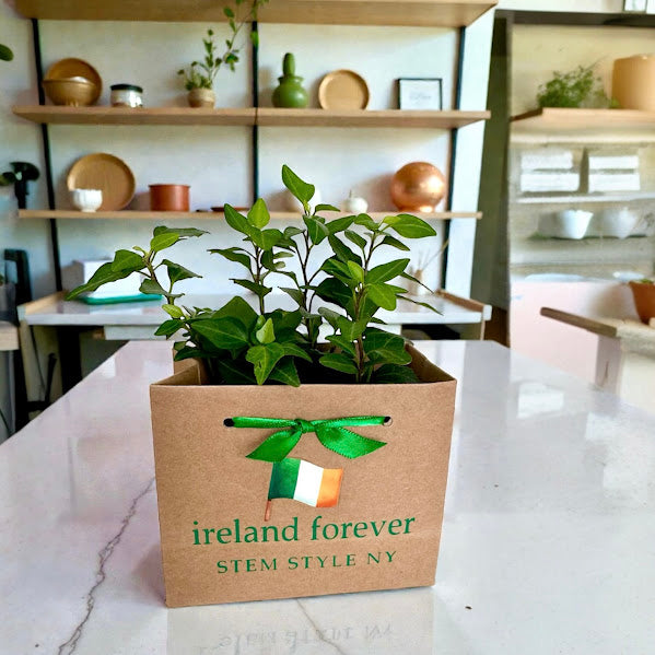 St. Patrick's Day - Plant Bag or Plant Bag Set